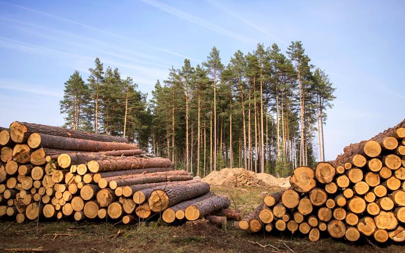 Round timber purchasing - Services